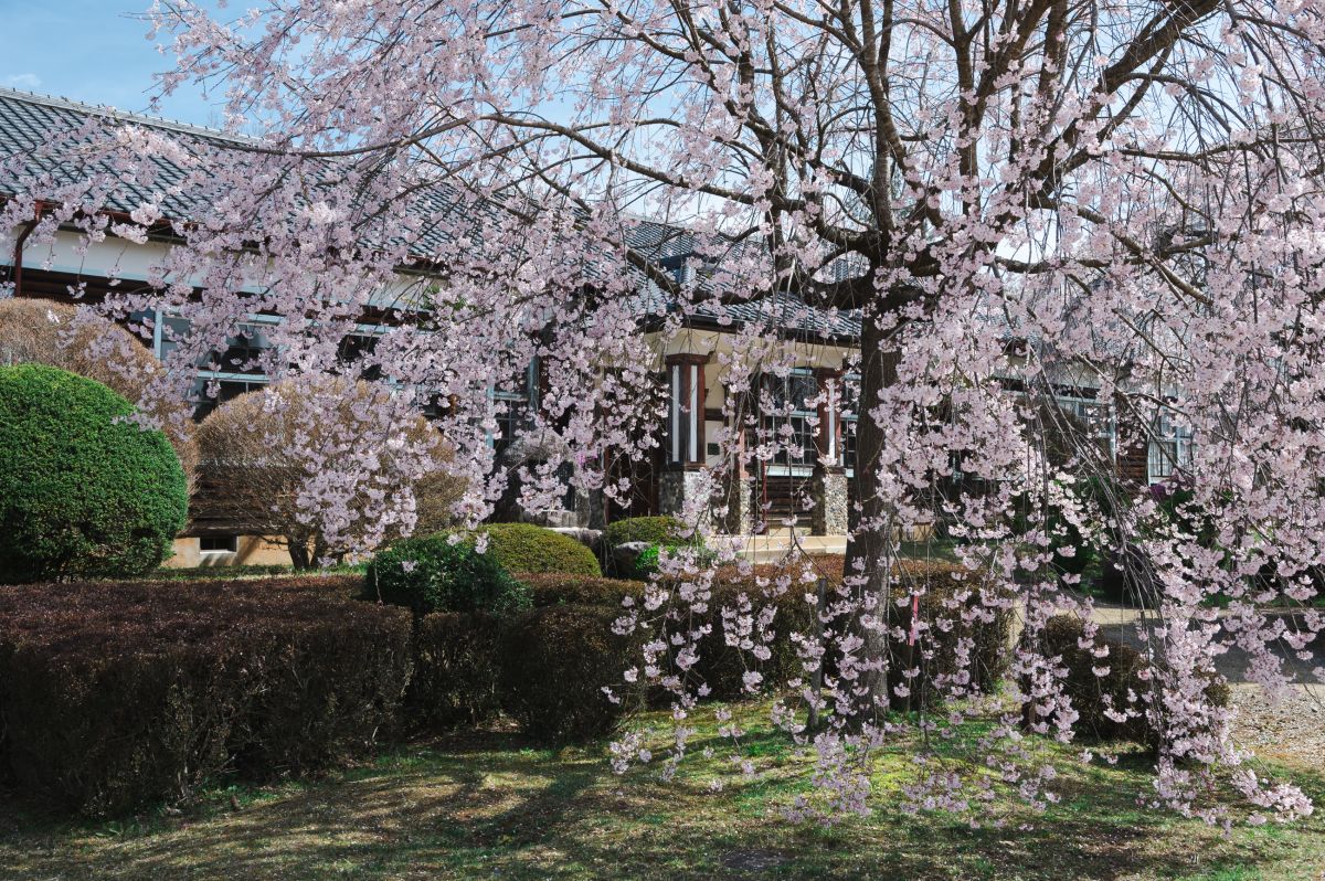 南信州の桜旅　杵原学校